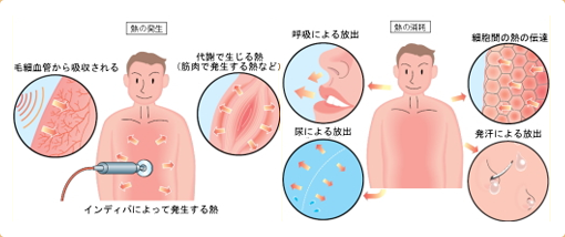 ヒトの熱調節機能